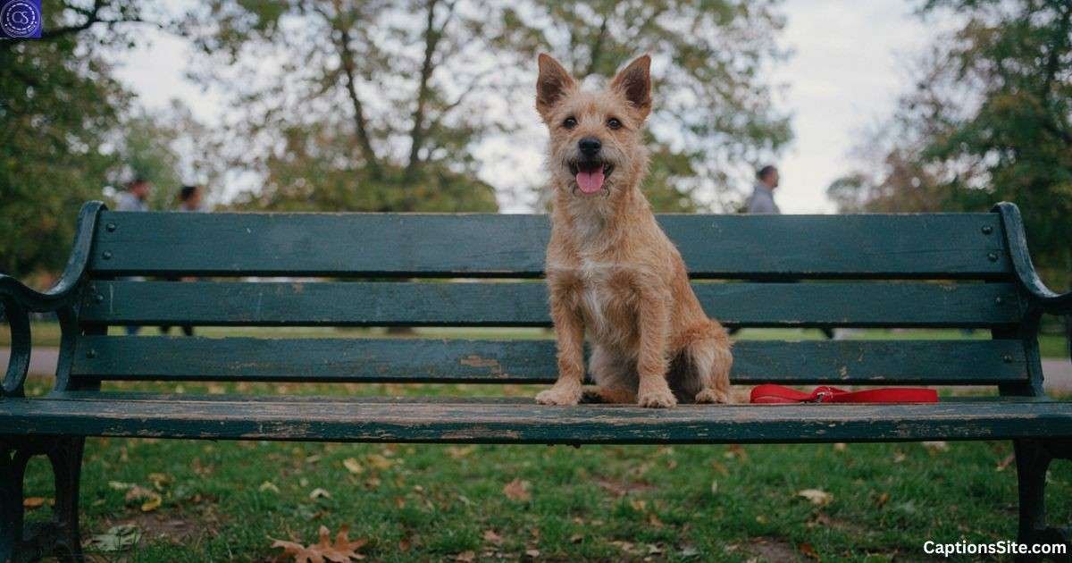 120+ Dog Captions for Instagram for Every Pup Moment